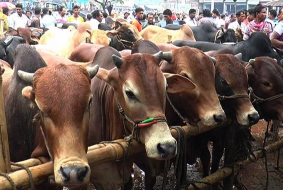 পশুর হাটে জাল নোট শনাক্তে বুথ বসাতে ব্যাংকগুলোকে নির্দেশ

