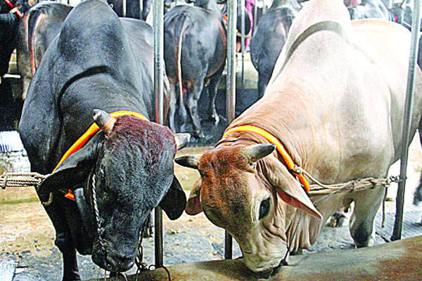 ডাকাত আতঙ্কে গরু ব্যাপারীরা