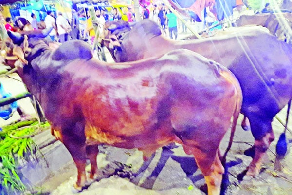 সুস্থ গরু চেনার উপায়