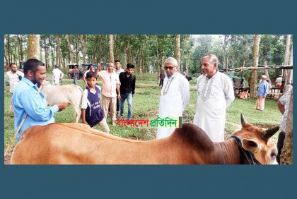 ভোটের দিন দাদার বাড়িতে আরিফ, ঘুরছেন পশুর হাটে!

