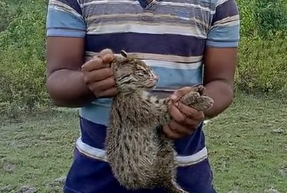 মেছো বিড়াল উদ্ধারের পর অবমুক্ত
