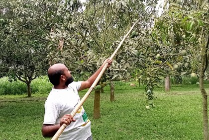 হাঁড়িভাঙ্গা আম পেড়ে ১৫ হাজার শ্রমিকের জীবিকায় আলোর ছটা