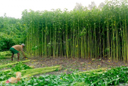 বগুড়ায় বন্যার পানি বৃদ্ধিতে অপরিপক্ব পাট কাটছেন কৃষক