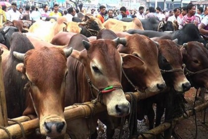 পশুর হাটে জাল নোট শনাক্তে বুথ বসাতে ব্যাংকগুলোকে নির্দেশ

