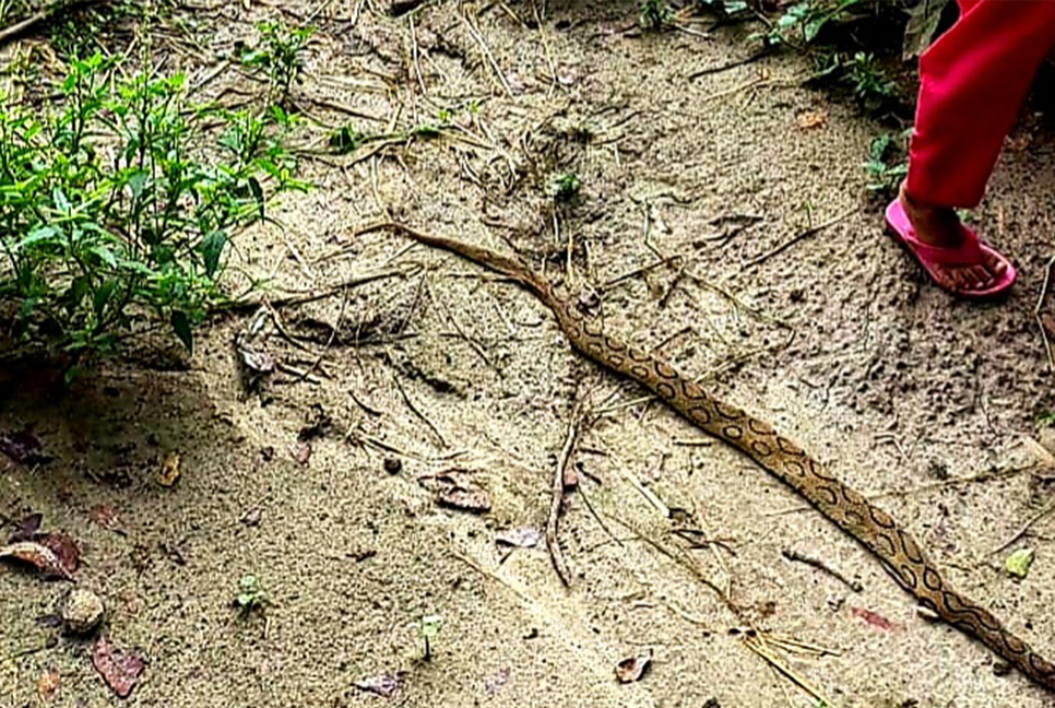 চর ভদ্রাসনে রাসেল ভাইপার আতঙ্ক