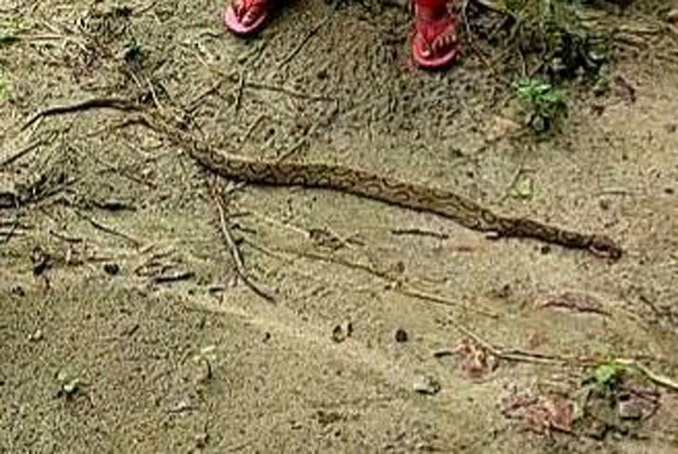 চরভদ্রাসনে পিটিয়ে মেরে ফেলা হলো রাসেল ভাইপার