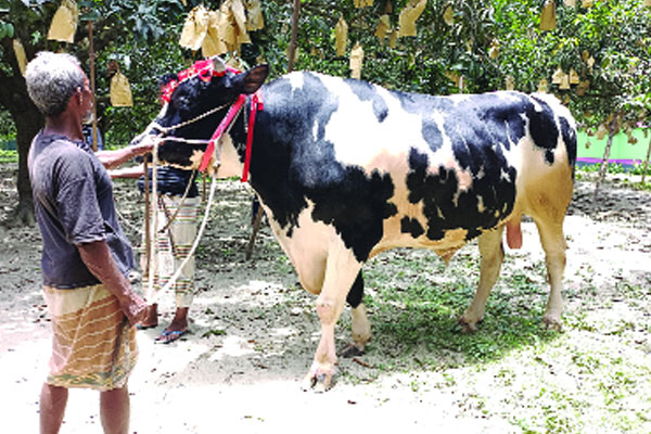 কলা-মাল্টা খেয়ে প্রস্তুত ৩৮ মণের রাজাবাবু