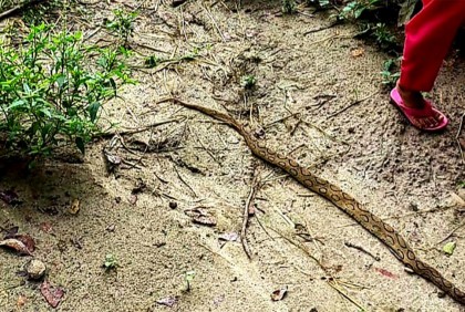 চর ভদ্রাসনে রাসেল ভাইপার আতঙ্ক