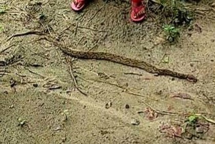 চরভদ্রাসনে পিটিয়ে মেরে ফেলা হলো রাসেল ভাইপার