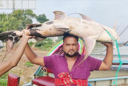 ২৯ কেজি ওজনের বাগাইড় ৩৪ হাজার ৮০০ টাকায় বিক্রি