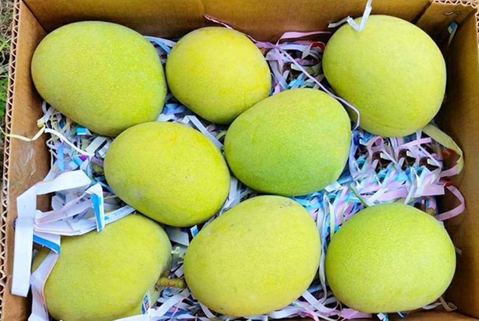মালয়েশিয়ার রাজা-প্রধানমন্ত্রীকে শেখ হাসিনার আম উপহার