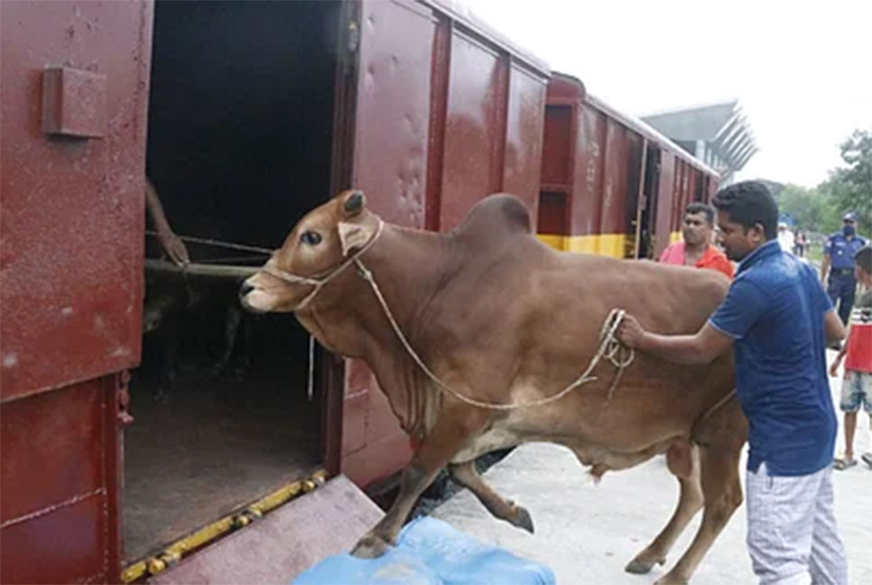 শনিবার থেকে ট্রেনে ৫৯২ টাকায় গরু আসছে ঢাকায়
