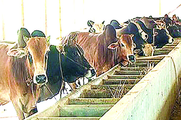 হাটে পশু অনেক, দামও বেশি