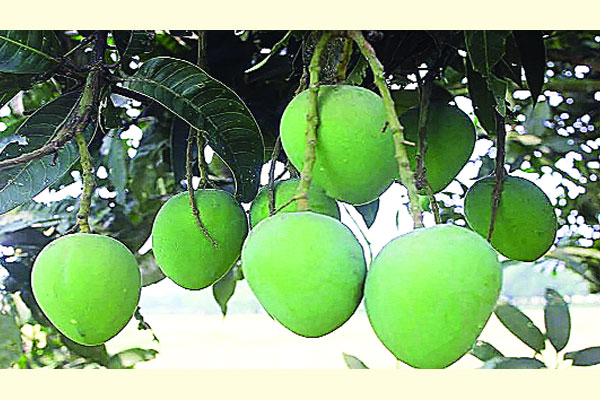 শুধু হাঁড়িভাঙা আম পেড়ে ১৫ হাজার শ্রমিকের জীবিকা
