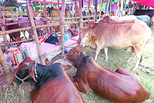 প্রস্তুত রাজধানীর পশুর হাট