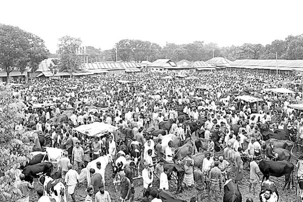ঠাকুরগাঁওয়ে জমেছে পশুর হাট