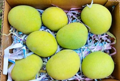 মালয়েশিয়ার রাজা-প্রধানমন্ত্রীকে শেখ হাসিনার আম উপহার