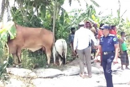 পদ্মায় ৪৮ গরু নিয়ে ট্রলারডুবি