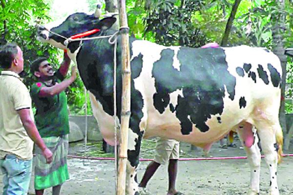 ৯০০ কেজির ডিপজল