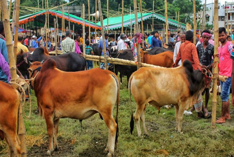 গাবতলী পশুর হাটে র‍্যাবের ভ্রাম্যমাণ আদালত