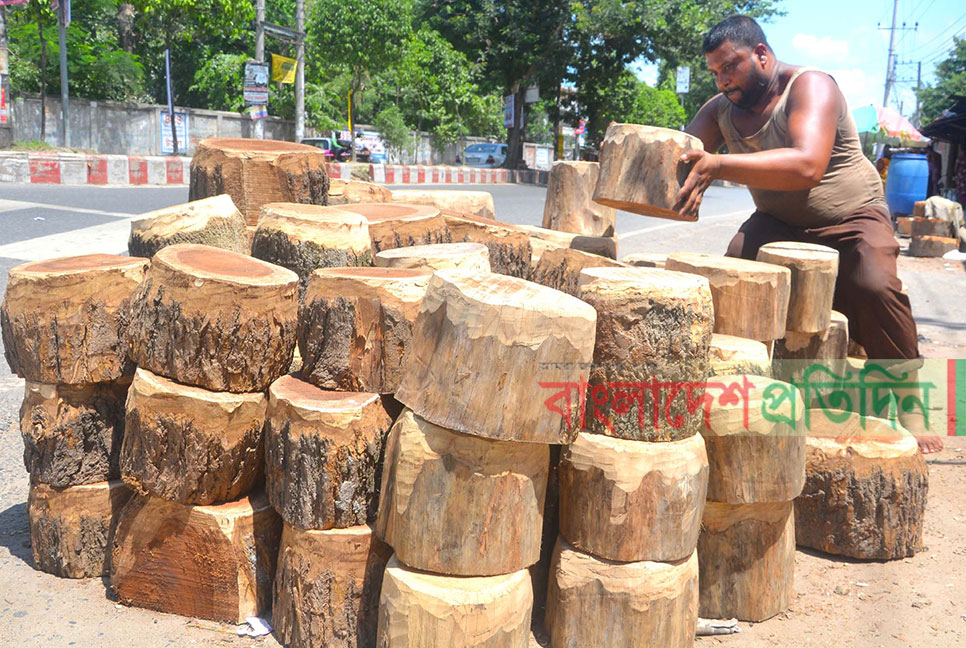 বগুড়ায় কদর বেড়েছে দা-ছুরি-কাঠের গুঁড়ির