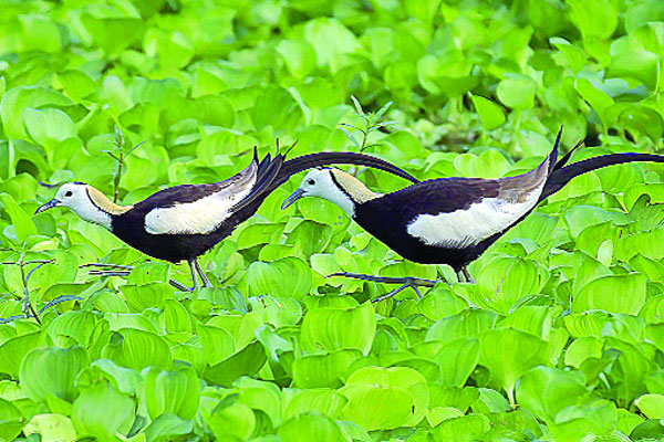 হারিয়ে যাচ্ছে বার্ডশাহী