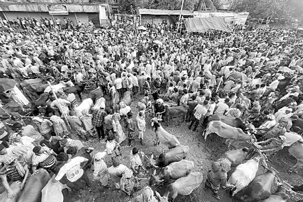 চাঁপাইনবাবগঞ্জের হাট সয়লাব দেশি গরুতে