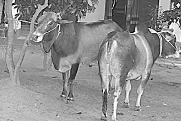 বসুন্ধরা গ্রুপের ঈদ উপহার পেল মাদরাসার শিক্ষার্থীরা