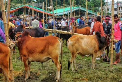 গাবতলী পশুর হাটে র‍্যাবের ভ্রাম্যমাণ আদালত