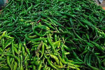 ভারত থেকে আসছে কাঁচা মরিচ