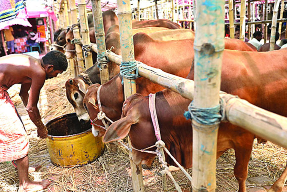 ক্রেতার চেয়ে দালাল বেশি গরুর হাটে, বাড়াচ্ছে দাম