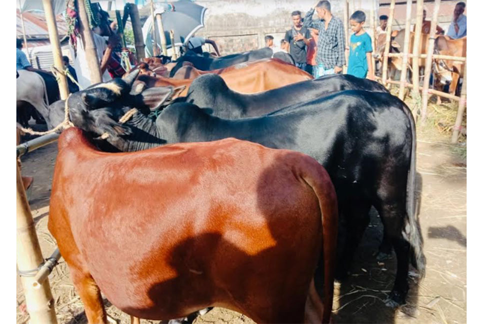 
বিশ্বনাথে জমে উঠেছে পশুর হাট