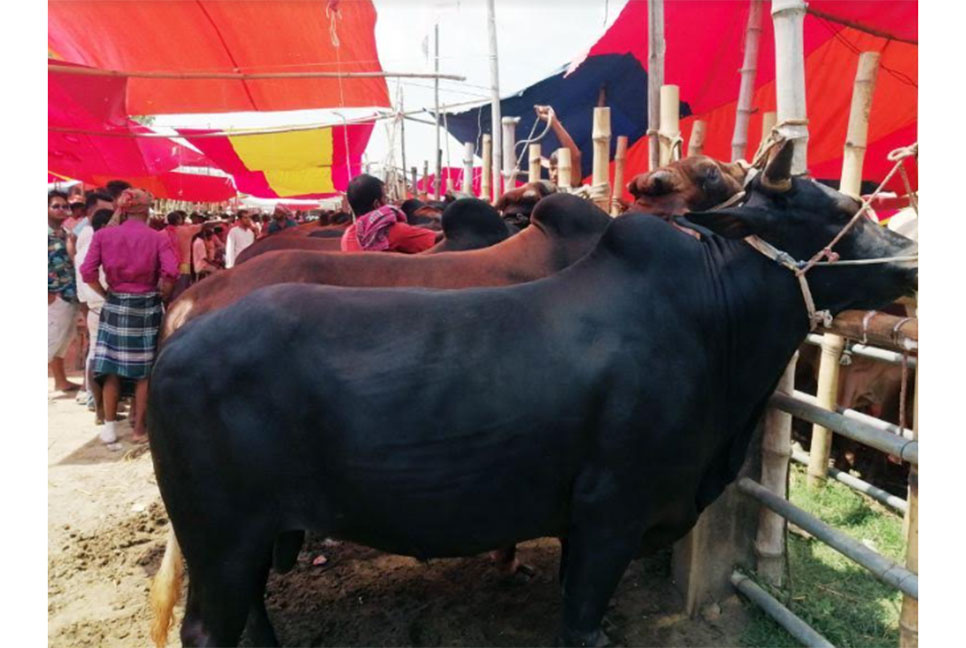টাঙ্গাইলের পশুর হাটে চোখ রাঙাচ্ছে দাম
