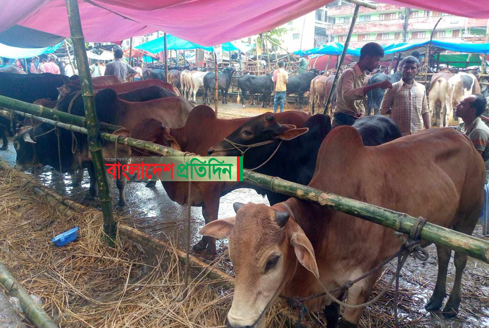 শেষ মুহূর্তে জমে উঠেছে পুরান ঢাকার পশুর হাট

