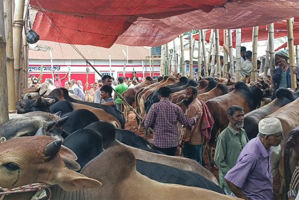 কুমিল্লায় কোরবানির হাটে মানুষের ঢল