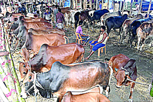 রাজশাহীতে জমজমাট পশুর হাট