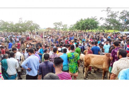 হবিগঞ্জে পশুর হাট শেষ মুহূর্তে জমজমাট