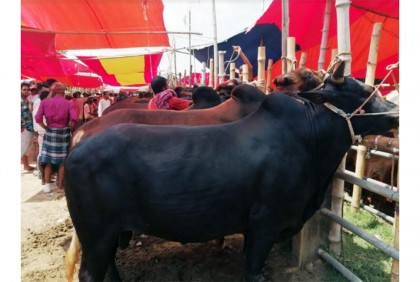 টাঙ্গাইলের পশুর হাটে চোখ রাঙাচ্ছে দাম