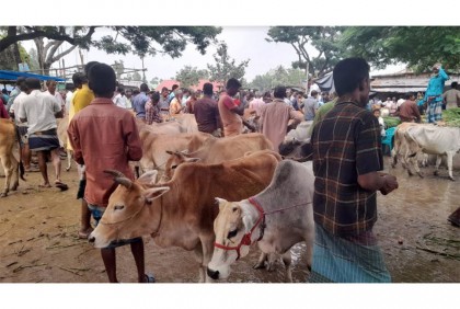দিনাজপুরে ছোট ও মাঝারি 
পশুর চাহিদা বেশি