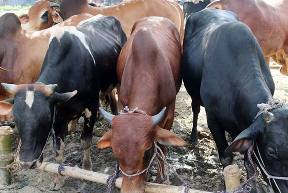 বিক্রি বেশি ছোট ও মাঝারি গরু