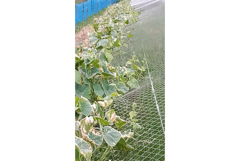 শসা গাছের সঙ্গে এ কেমন শত্রুতা!