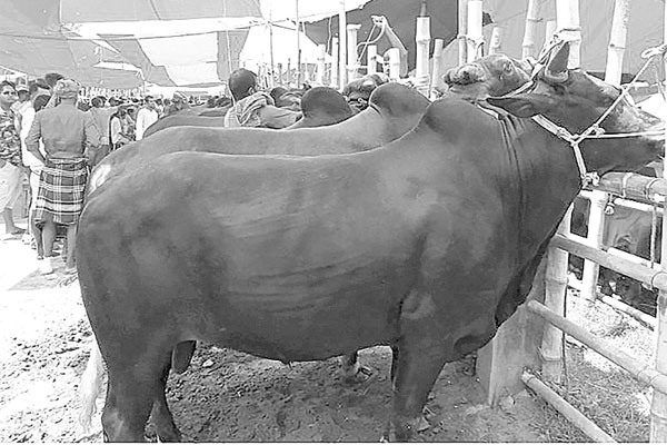 টাঙ্গাইলের আড়াই শ হাটে পশু ২ লাখ, চোখ রাঙাচ্ছে দাম