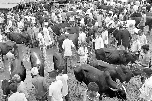 বগুড়ায় শেষ মুহূর্তে জমে উঠেছে কোরবানির হাট