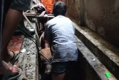 ড্রেনে কোরবানির গরু, ৪ ঘণ্টায় উদ্ধার ফায়ার সার্ভিসের