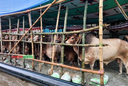 হাটে পর্যাপ্ত গরু, তুলনামূলক ক্রেতা কম