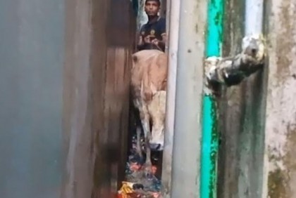 দুই ভবনের মাঝে আটকা পড়ল গরু, উদ্ধারে ফায়ার সার্ভিস
