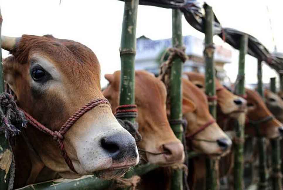 ঈদুল আজহায় ১ কোটি ৪১ হাজার গবাদিপশু কোরবানি হয়েছে