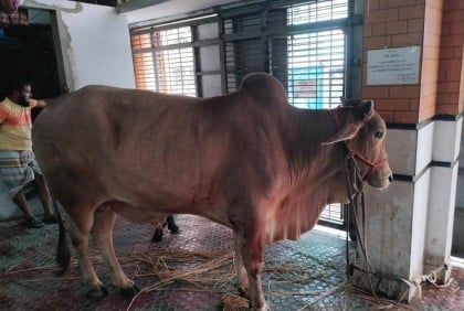 ঈদের দ্বিতীয় দিনেও পশু কোরবানি চলছে
