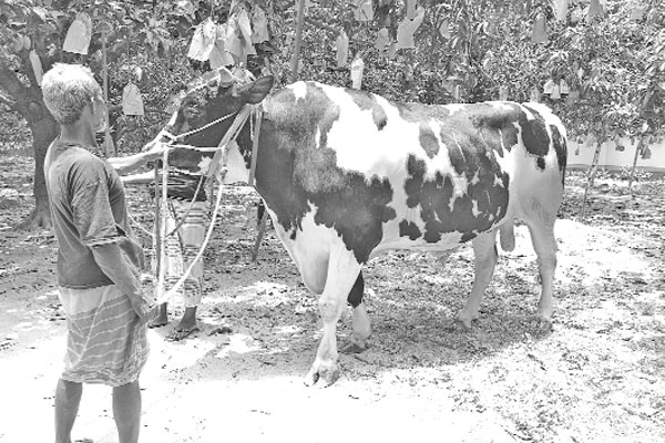 বিক্রি হয়নি ৩৮ মণের রাজাবাবু