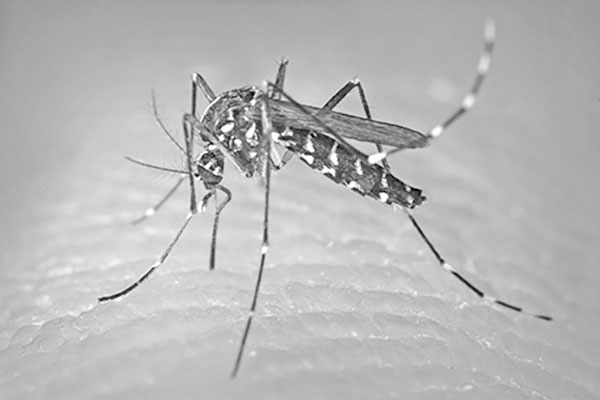 ডেঙ্গুর ধরন বদলেছে, মশা পাল্টাচ্ছে চরিত্র